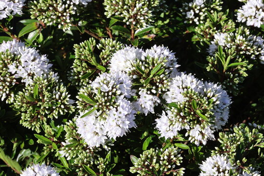Veronica diosmifolia 'Celina'.  Profusion of white hebe flowers in spring.  Formerly Hebe 'Celina'. 