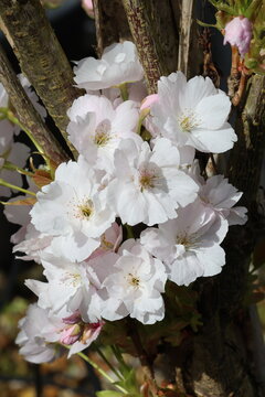 Prunus 'Amanogawa'.  Pale pink semi double flowers and blossoms of fastigiate cherry tree.   
