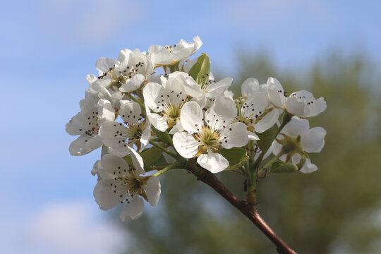 Pyrus communis 'Williams' Bon Chr&eacute;tien'. Cluster of white cluse up dessert pear flowers in spring. 