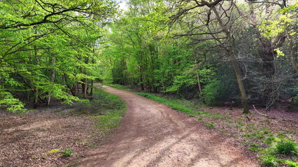 Fototapeta premium Epping Forest Dirt Path Through Trees Aerial View Essex