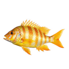 Fototapeta premium A vibrant yellow fish with distinct red and black markings. isolated on transparent background