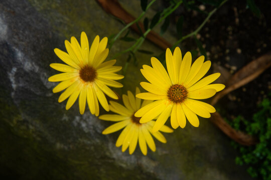 Vibrant Yellow Euryops Daisies Blooming against a Natural Stone Background