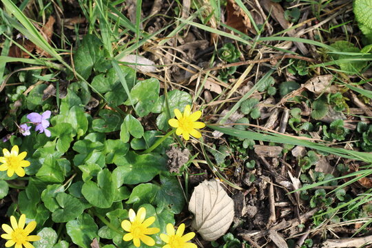 Lesser Celandine, Ranunculus ficaria, Ranunculaceae