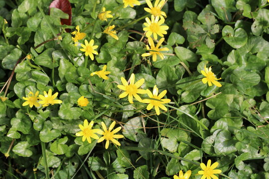 Lesser Celandine, Ranunculus ficaria, Ranunculaceae