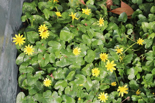 Lesser Celandine, Ranunculus ficaria, Ranunculaceae