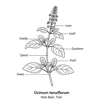Ocimum tenuiflorum holy basil tulsi plant with leaf parts labeled illustration.