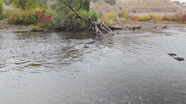 Salmon Spawning in Shallows of the American River