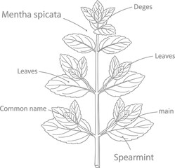 Spearmint plant illustration mentha spicata herb botanical science nature drawing. © Logo