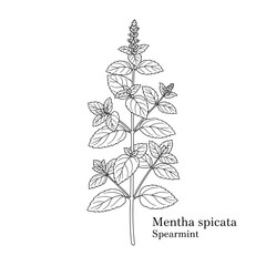 Spearmint plant drawing mentha spicata herbal botanical science nature illustration. © Logo