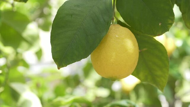 Minimal fresh yellow lemon sway in wind with sunlight background visual fits blogs about nutrition, health and mindfulness. Citrus limon supports clean lifestyle and organic product promotion. 