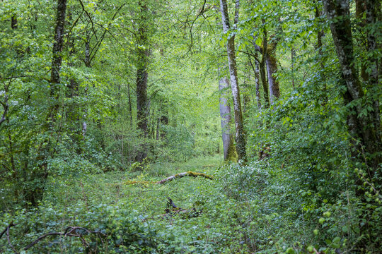 for&ecirc;t de climat temp&eacute;r&eacute; au printemps, feuillus, sous bois verdoyant, nature