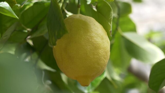 Lemon fruit close up used as natural ingredient reference for skincare and cosmetic products. Citrus limon known for antioxidant and brightening properties in beauty industry.