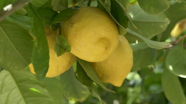 Two yellow lemons on branch sway in wind create strong visual for culinary use and restaurant branding. Citrus limon essential ingredient in cooking, sauces, seafood dishes and gourmet recipes. 