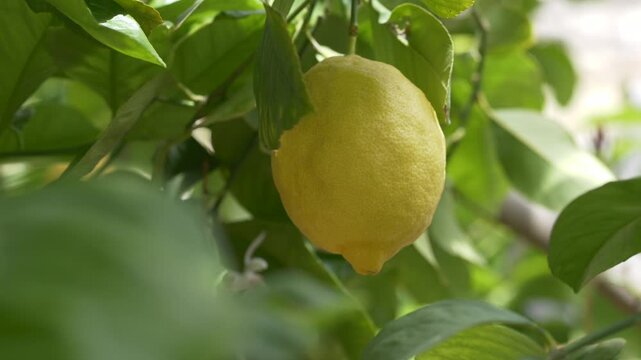 Bright lemon fruit on tree symbolizes refreshing taste and summer drinks. Citrus limon supports branding for juice, detox water and healthy beverages.