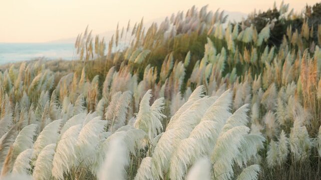 Pampas grass sways in the wind on a coastal hillside overlooking the ocean at sunset. Kawhia Hotwater Beach, Kawhia, Waikato, New Zealand.