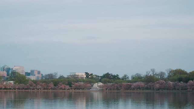 Cherry Blossom Trees in Bloom Near Martin Luther King, Jr. Memorial