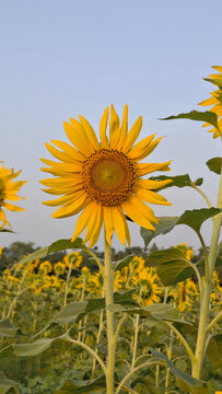 A sunflower illuminated in a picturesque field