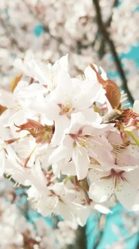 generate caption and 50 keywords for Canada cherry blossom for stock photo
