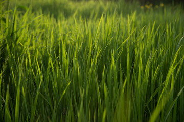 Obraz premium Green fresh grass in the sunset lights. Grass background. Selective focus.