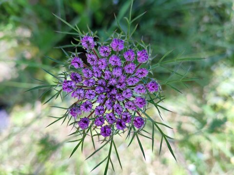 Sea Holly Eryngium maritimum rare coastal plant Kwade Hoek Netherlands