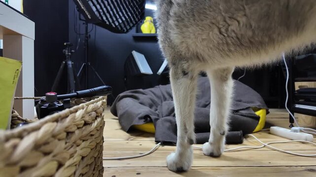 A clever dog sneaks around a photo studio, grabbing equipment and creating a playful distraction while the owner captures the fun and chaos of the moment.