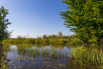 Wetland Vegetation Beside Flooded Rice Paddies in Northern Italy © valentidaze