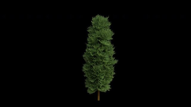 Port Orford Tree Swaying in Wind Loop Animation with Alpha Channel. Wind Blows The Chamaecyparis Lawsoniana Tree. Lawson's Cypress Tree Leaves Swaying Loop Animation. Tree Branches Moving in Breeze. T