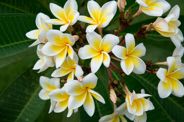 Obraz premium White frangipani plumeria flowers on green background. Copyspace. Selective focus