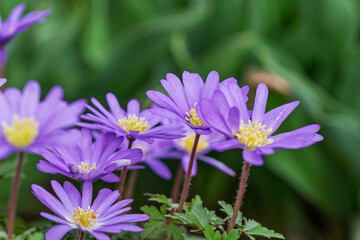 Obraz premium Blooming balkan anemone flowers growing in a natural garden setting during the spring season