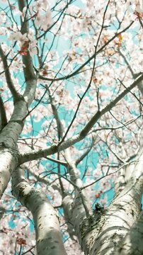 generate caption and 50 keywords for Canada cherry blossom for stock photo

