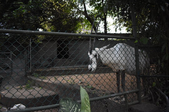 Arabian oryx (Oryx leucoryx) in the Dehiwala Zoo (National Zoological Gardens of Sri Lanka, Dehiwala Zoological Gardens), Dehiwala, Sri Lanka.
