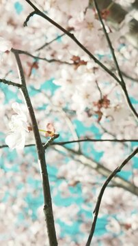 generate caption and 50 keywords for Canada cherry blossom for stock photo
