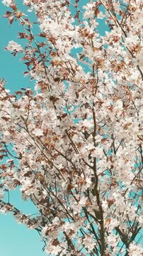 generate caption and 50 keywords for Canada cherry blossom for stock photo
