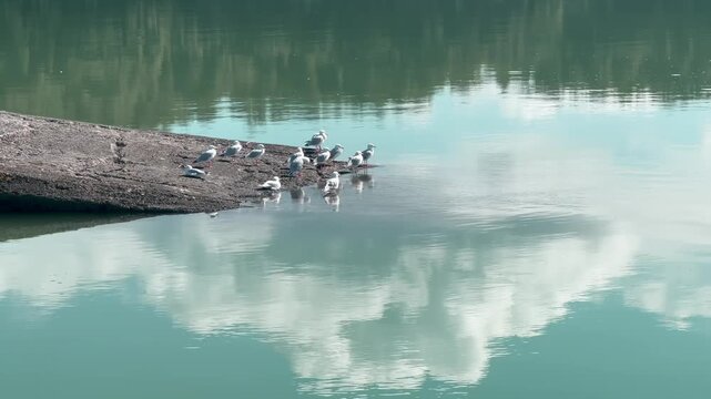A flock of seagulls rests on a rocky outcrop by the water's edge, with reflections of clouds in the calm water. Te Waitere, Waikato, New Zealand.