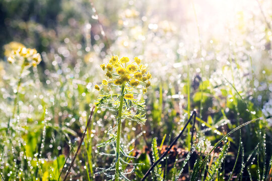 Yellow wild flower with dew drops in bright sunlight on magical blurred bokeh background in the morning