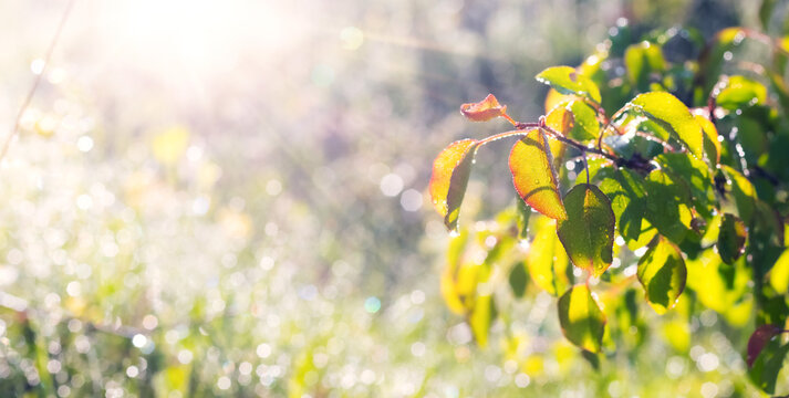 Tree branch with green and orange leaves and dew drops in bright sunlight on blurred bokeh background