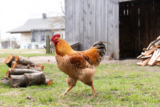 Proud red rooster walking across a farm yard with logs and a barn in the background