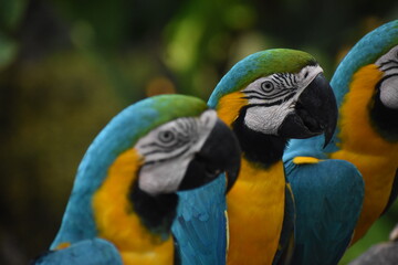 Fototapeta premium Blue-and-yellow macaws (Ara ararauna) in the Dehiwala Zoo (National Zoological Gardens of Sri Lanka, Dehiwala Zoological Gardens), Dehiwala, Sri Lanka.