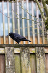 Obraz premium Black bird perched on weathered wooden fence. Bare branches behind, soft focus background. Bird faces left, feathers sleek and dark. Natural outdoor lighting, daytime setting