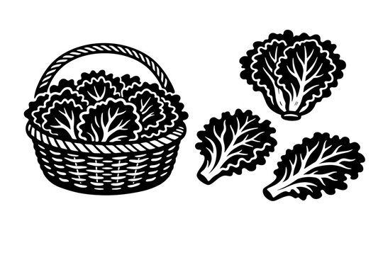 Black and white vector illustration of fresh leafy lettuce in a wicker basket and individual leaves, hand-drawn linocut style graphic of farm fresh organic vegetables for healthy salad cooking.