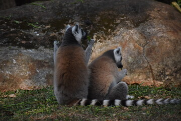 Fototapeta premium Ring-tailed lemurs (Lemur catta, Madagascar lemur) in the Dehiwala Zoo (National Zoological Gardens of Sri Lanka, Dehiwala Zoological Gardens), Dehiwala, Sri Lanka.