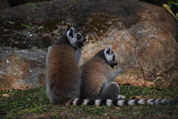 Fototapeta premium Ring-tailed lemurs (Lemur catta, Madagascar lemur) in the Dehiwala Zoo (National Zoological Gardens of Sri Lanka, Dehiwala Zoological Gardens), Dehiwala, Sri Lanka.