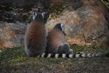 Fototapeta premium Ring-tailed lemurs (Lemur catta, Madagascar lemur) in the Dehiwala Zoo (National Zoological Gardens of Sri Lanka, Dehiwala Zoological Gardens), Dehiwala, Sri Lanka.