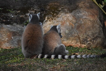 Fototapeta premium Ring-tailed lemurs (Lemur catta, Madagascar lemur) in the Dehiwala Zoo (National Zoological Gardens of Sri Lanka, Dehiwala Zoological Gardens), Dehiwala, Sri Lanka.