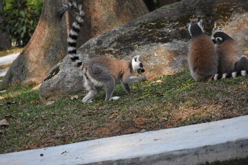 Fototapeta premium Ring-tailed lemurs (Lemur catta, Madagascar lemur) in the Dehiwala Zoo (National Zoological Gardens of Sri Lanka, Dehiwala Zoological Gardens), Dehiwala, Sri Lanka.
