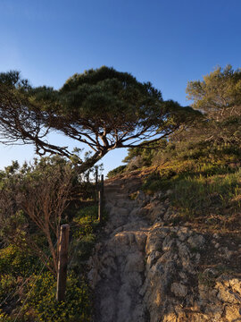 Sentier du littoral - Gigaro - VAr