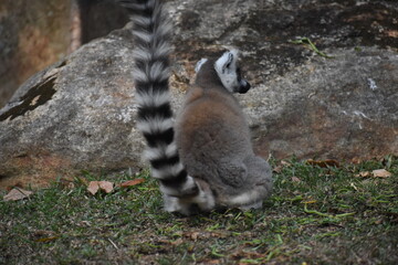 Fototapeta premium Ring-tailed lemur (Lemur catta, Madagascar lemur) in the Dehiwala Zoo (National Zoological Gardens of Sri Lanka, Dehiwala Zoological Gardens), Dehiwala, Sri Lanka.