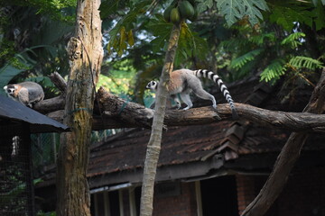 Fototapeta premium Ring-tailed lemurs (Lemur catta, Madagascar lemur) in the Dehiwala Zoo (National Zoological Gardens of Sri Lanka, Dehiwala Zoological Gardens), Dehiwala, Sri Lanka.