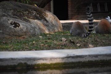 Fototapeta premium Ring-tailed lemurs (Lemur catta, Madagascar lemur) in the Dehiwala Zoo (National Zoological Gardens of Sri Lanka, Dehiwala Zoological Gardens), Dehiwala, Sri Lanka.