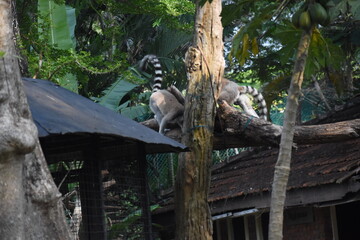 Fototapeta premium Ring-tailed lemurs (Lemur catta, Madagascar lemur) in the Dehiwala Zoo (National Zoological Gardens of Sri Lanka, Dehiwala Zoological Gardens), Dehiwala, Sri Lanka.